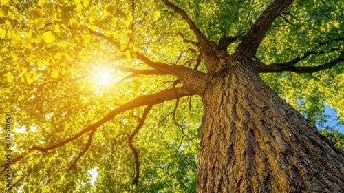 A majestic tree rises high, sunlight dapples its bark, revealing textures and vibrant leaves against a clean sky.