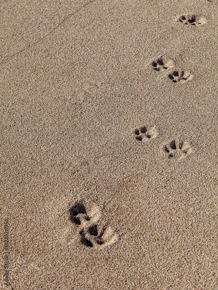 Animal paw prints on a sandy beach highlighting a pet's journey and exploration along the coastal shoreline.