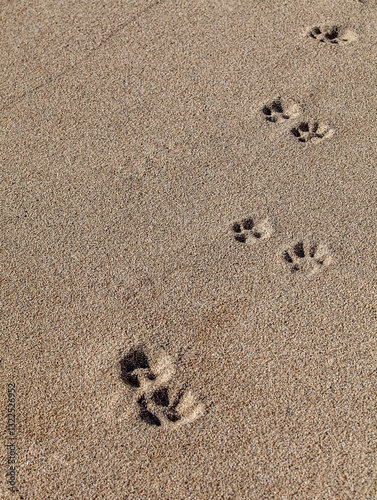 Obraz na płótnie Animal paw prints on a sandy beach highlighting a pet's journey and exploration along the coastal shoreline. w salonie