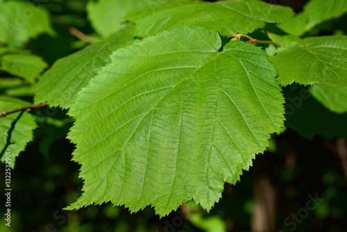 Green leaves of a tree