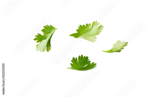 Bunch of parsley leaves are flying through the air, isolated