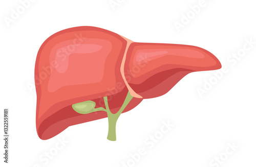 Liver, medical illustration. Inner organs disease treatment. Modern design concept. Hepatic system organ, digestive
