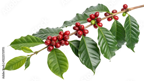 Coffee plant branch with green leaves and ripe coffee cherries, perfect for botanical illustrations and organic product branding on transparent background PNG

