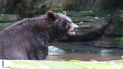 A beautiful portrait of a Malayan sun bear or honey bear (Helarctos malayanus) with a natural background photo