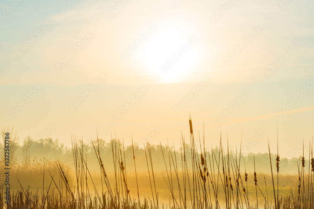 Fototapeta premium The edge of a lake in the light of sunrise in winter, Oostvaardersveld, Almere, Flevoland, The Netherlands, March 10, 2025