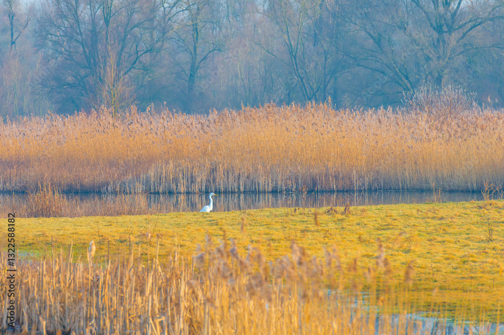 The edge of a lake in the light of sunrise in winter, Oostvaardersveld, Almere, Flevoland, The Netherlands, March 10, 2025 The edge of a lake in the light of sunrise in winter, Oostvaardersveld, Almere, Flevoland, The Netherlands, March 10, 2025