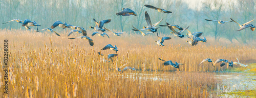 Wallpaper Mural Birds flying over and in nature in the light of sunrise in winter, Almere, Flevoland, The Netherlands, March 10, 2025 Torontodigital.ca