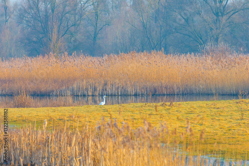 Wallpaper Mural The edge of a lake in the light of sunrise in winter, Oostvaardersveld, Almere, Flevoland, The Netherlands, March 10, 2025 Torontodigital.ca