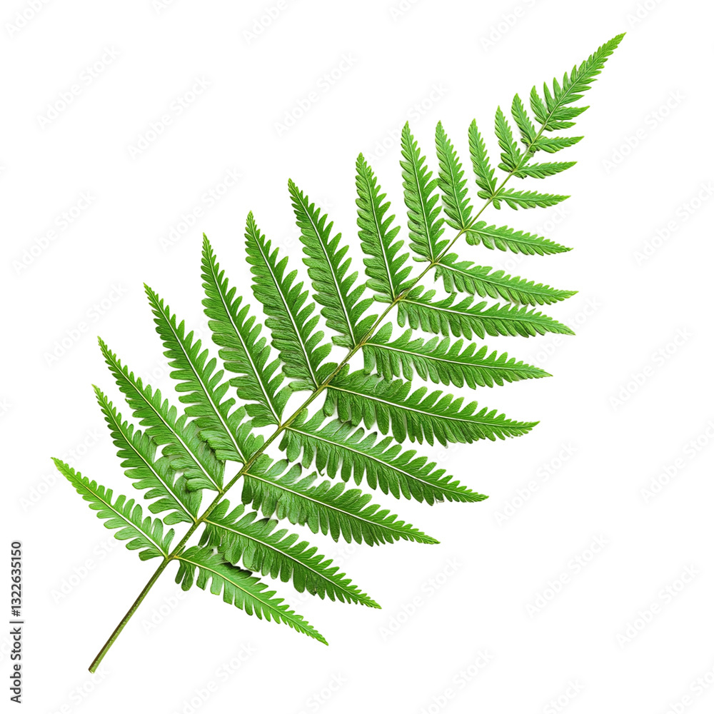 Single green fern leaf cut out. Isolated on a transparent background. Single green fern leaf cut out. Isolated on a transparent background.