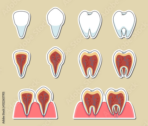 Types of teeth and the nervous system. Vector stickers set – anatomical dental illustration
