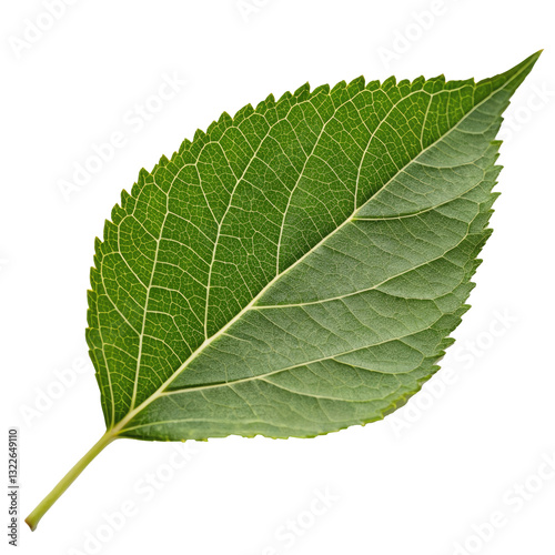 Green Leaf with Transparent Background Generative AI