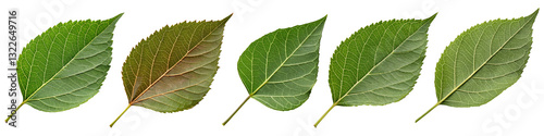 Set Green Leaf with Transparent Background Generative AI