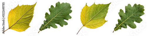 Set Green Leaf with Transparent Background Generative AI
