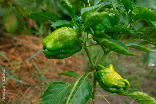 beautiful pepper photo