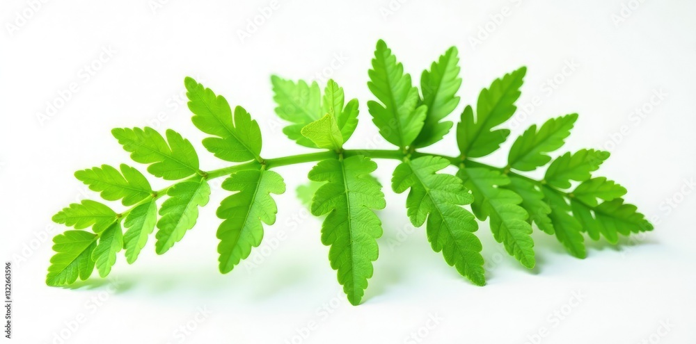 Green ferns with delicate leaves isolated on white background, leafy greens, organic Green ferns with delicate leaves isolated on white background, leafy greens, organic