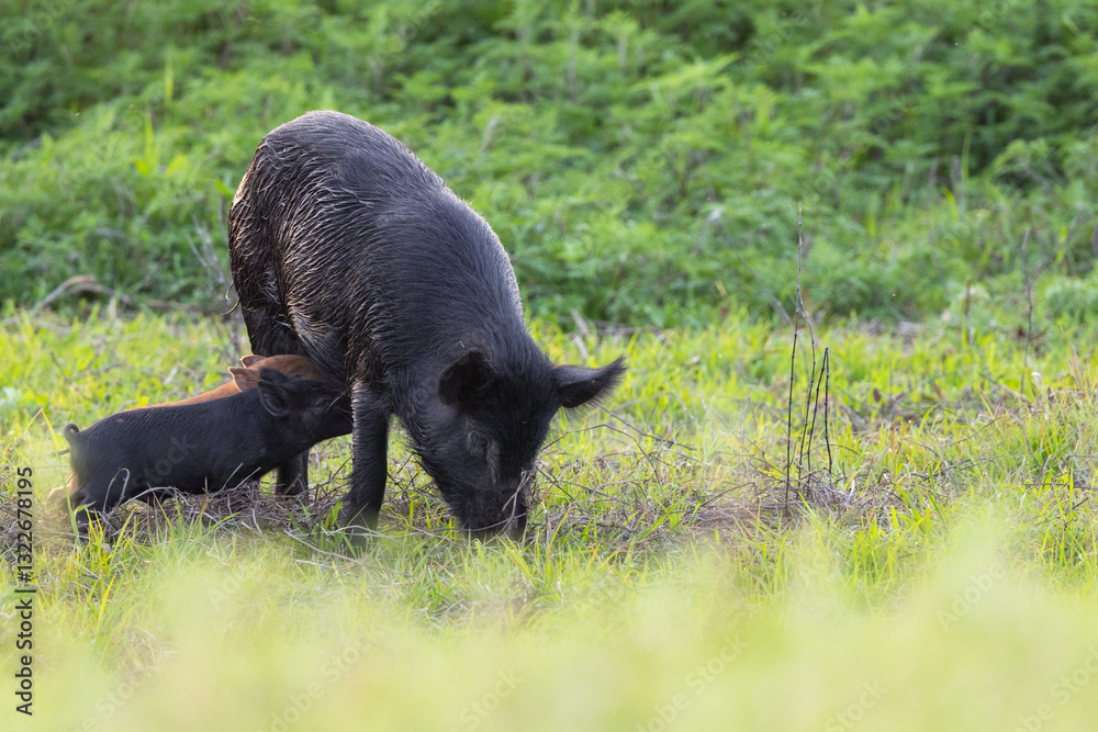 A feral hog / feral pig / wild hog / wild pig (Sus scruff) with piglets nursing from her, in Myakka River State Park, Florida A feral hog / feral pig / wild hog / wild pig (Sus scruff) with piglets nursing from her, in Myakka River State Park, Florida