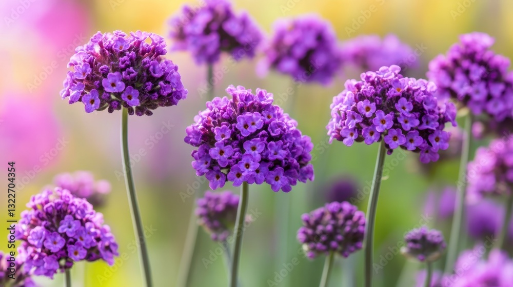 Fototapeta premium Purple Flowers in Bloom