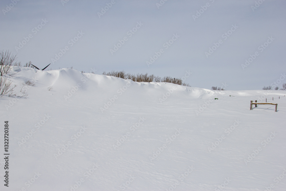 deep snow in a farm windbreak deep snow in a farm windbreak