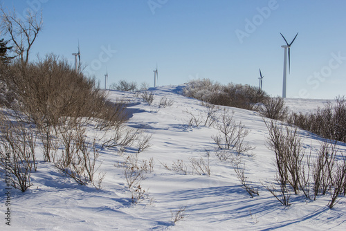 farm shelterbelt full of snow