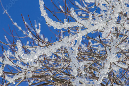 ice on tree branches