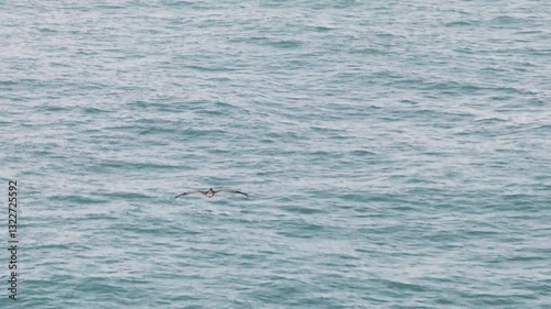 Wallpaper Mural A majestic pelican effortlessly and gracefully glides above the stunningly beautiful turquoise waters of Costa Rica, perfectly showcasing the breathtaking and diverse wildlife unique to the region Torontodigital.ca