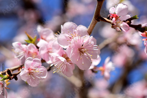 Wild apple blossom