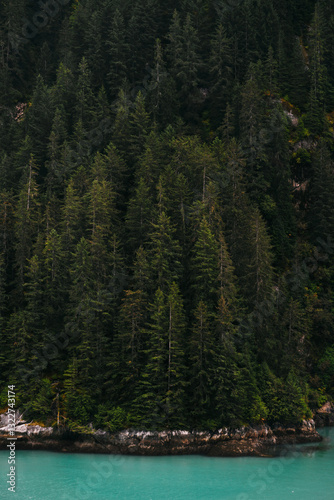 Western Hemlock Trees in Alaska photo