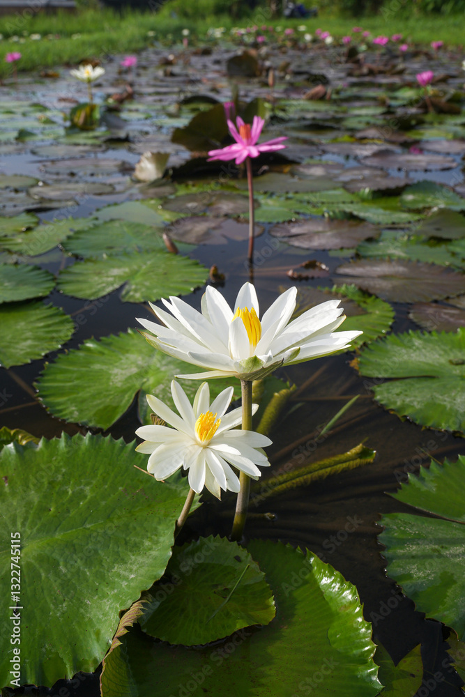 Lotus fields planted in rice fields by farmers in Bali