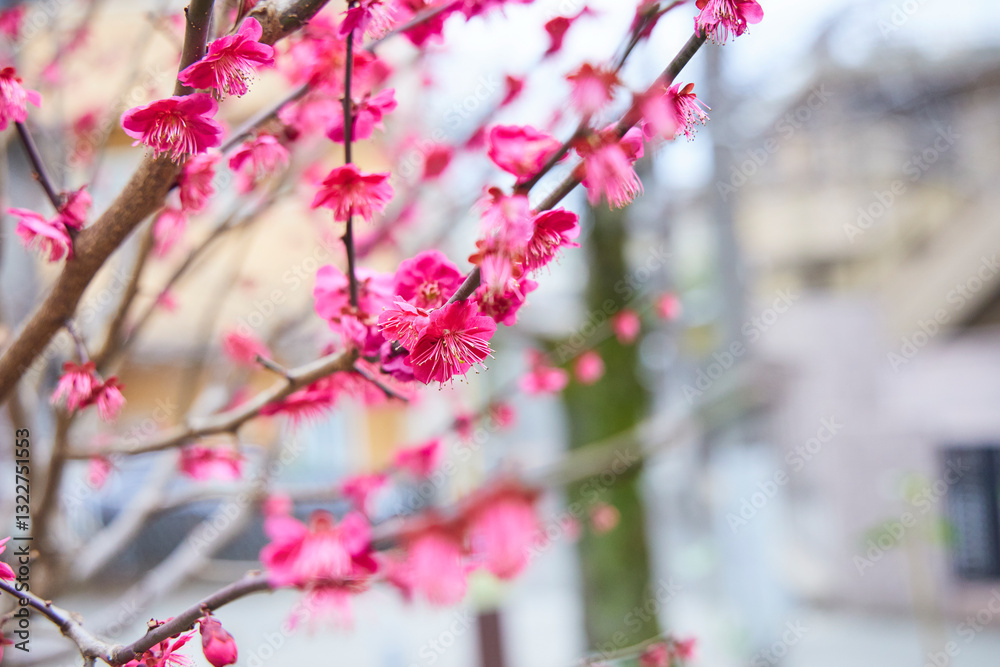Pink plum blossoms blooming on a boardwalk in a residential area. Plum petals.