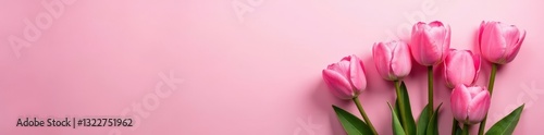 Cluster of pink tulips on a pink and white gradient, garden, bud
