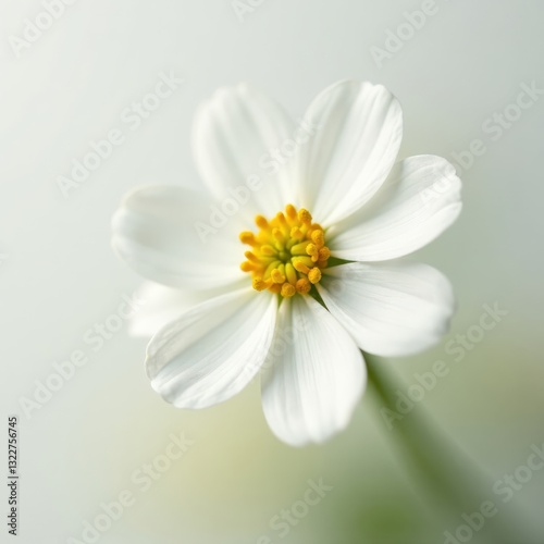 Delicate beige-white gypsophila bloom, macro shot against pure white , flower, spring, subtle
