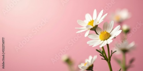 Delicate white chamomile blossoms on a soft pink backdrop, bathed in sunlight , garden, cheerful