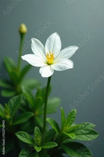 Delicate white flower against gray, lush green foliage , botanical, green, still life