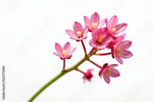 Delicate coral limonium twig, isolated, white background, flower, studio shot