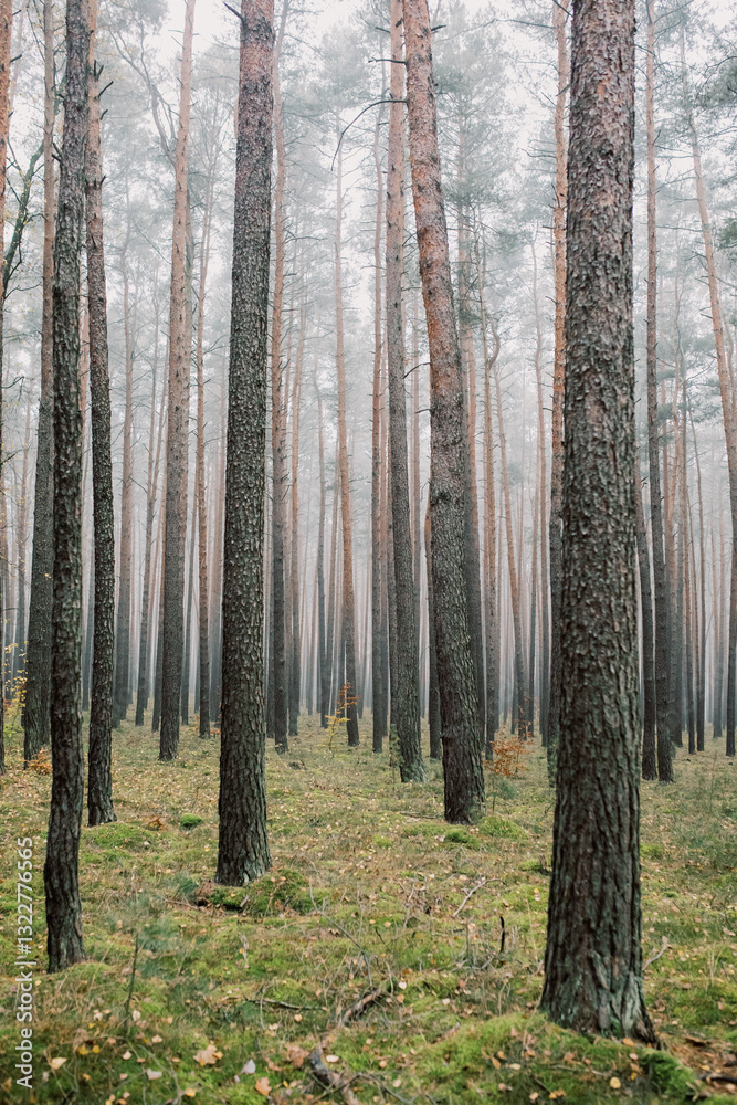 Foggy Pine Forest with Tall Trees and Green Moss Foggy Pine Forest with Tall Trees and Green Moss