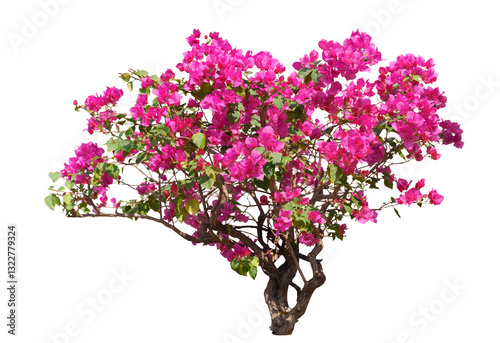 Bougainvilleas tree isolated on white background