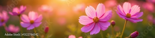 Cosmos flowers in full bloom, sunlight illuminating petals , yellow, garden, photography