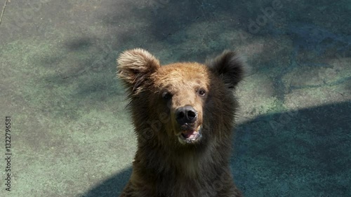 brown bear standing on its hind legs.