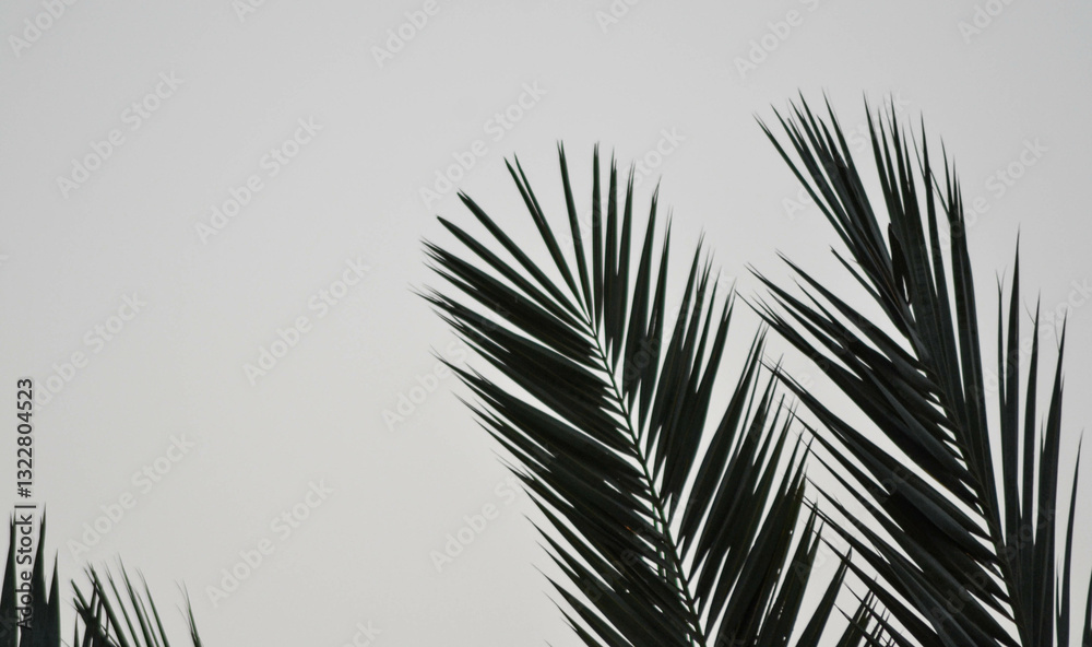 Obraz premium palm tree branches