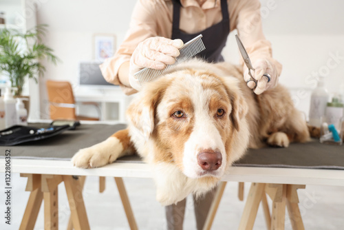 Female groomer cutting Aust...