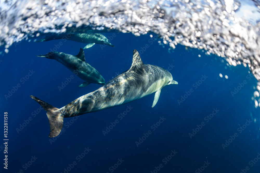 Fototapeta premium A pod of dolphins swimming in clear blue waters off the coast of Port Stephens, Australia.