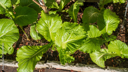 Growing mustard greens to create a sustainable lifestyle. The organic vegetable is penerial. It has a peppery, pungent flavor. The leaves are thinner than collard greens. Regrow when flowers bloom.