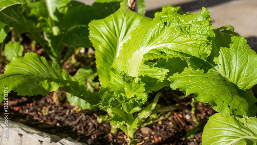 Growing mustard greens to create a sustainable lifestyle. The organic vegetable is penerial. It has a peppery, pungent flavor. The leaves are thinner than collard greens. Regrow when flowers bloom.