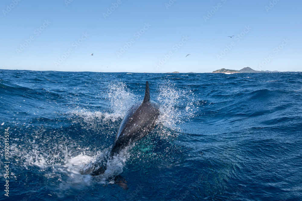 Fototapeta premium A pod of dolphins swimming in clear blue waters off the coast of Port Stephens, Australia.