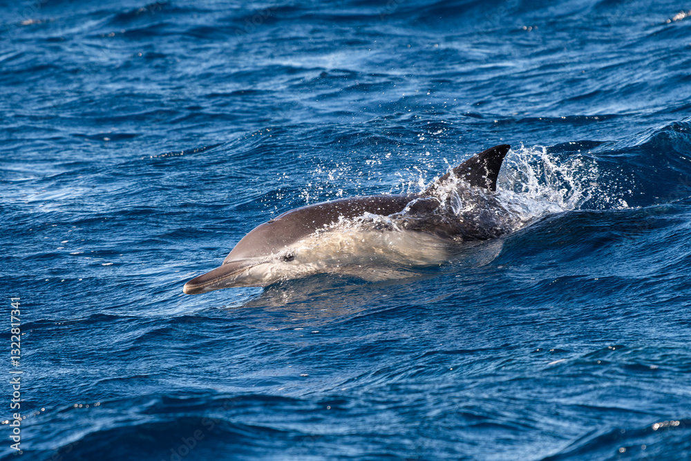 Naklejka premium A pod of dolphins swimming in clear blue waters off the coast of Port Stephens, Australia.