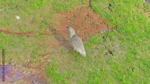 pond heron (Ardeola bacchus) on green cracked ground background. 