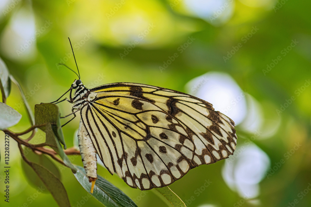 The Malabar tree-nymph or Malabar tree nymph (Idea malabarica) is a large butterfly that belongs to the danaid group of the family Nymphalidae. Amazon Rainforest, Brazil, Jan 2020 The Malabar tree-nymph or Malabar tree nymph (Idea malabarica) is a large butterfly that belongs to the danaid group of the family Nymphalidae. Amazon Rainforest, Brazil, Jan 2020