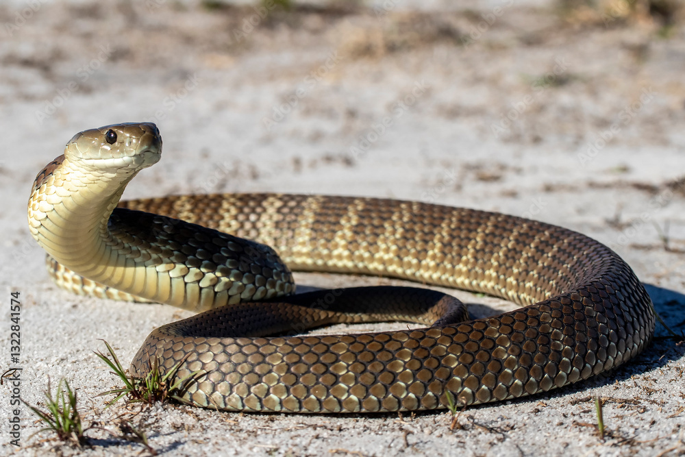 Fototapeta premium Alert Australian Tiger Snake with head raised