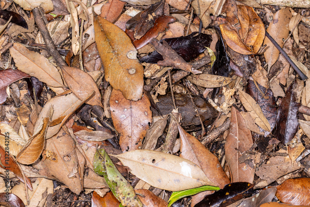 Fleay's Barred frog is well camouflaged hiding in leaf litter on the foest floor Fleay's Barred frog is well camouflaged hiding in leaf litter on the foest floor