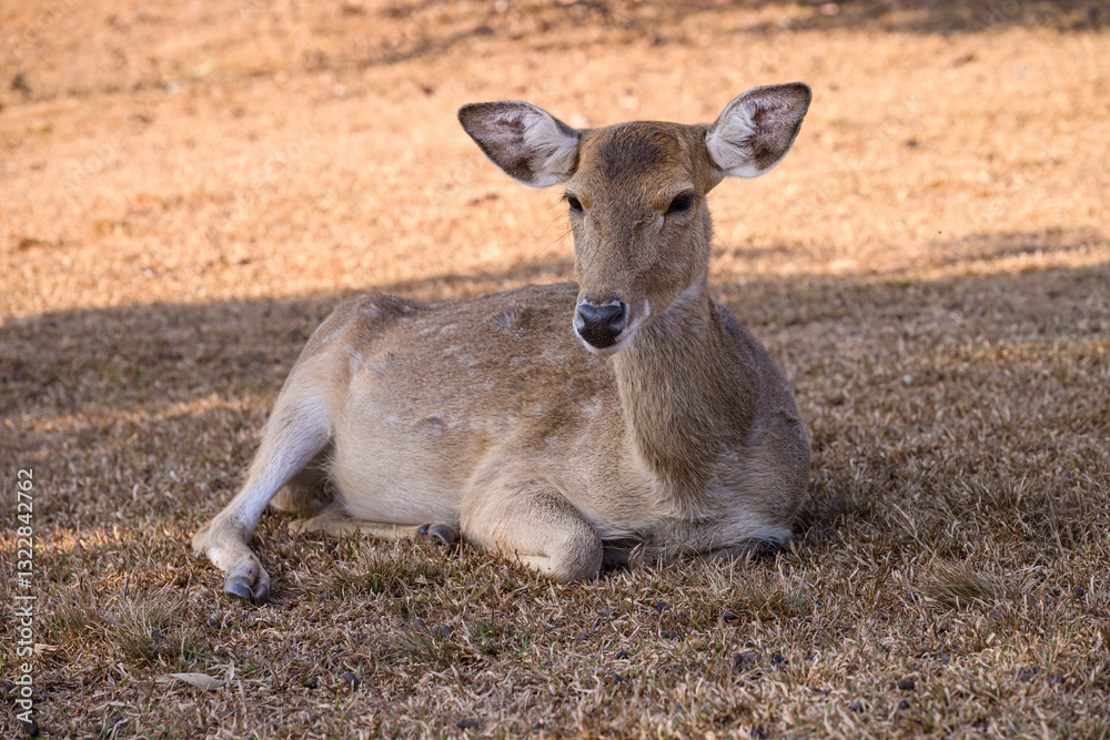 Fototapeta premium Spotted Deer is lying on the ground in the field.